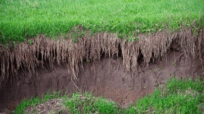 Eroded grass