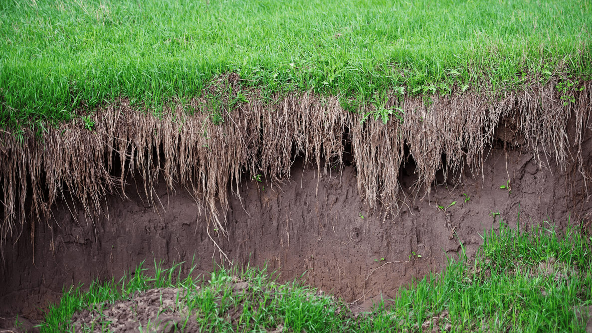 Eroded grass