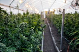 Minick Materials Cannabis Plants Minick Materials Cannabis Plants