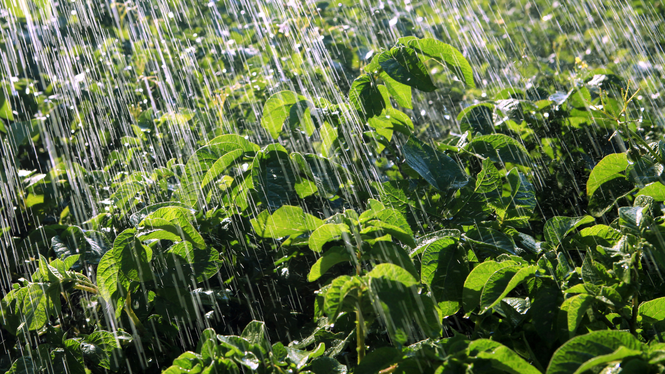 Rain