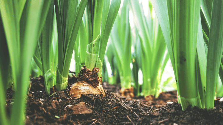 Soil life