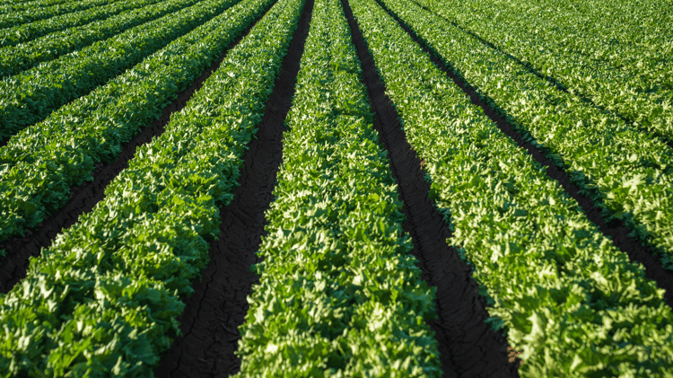 farming land