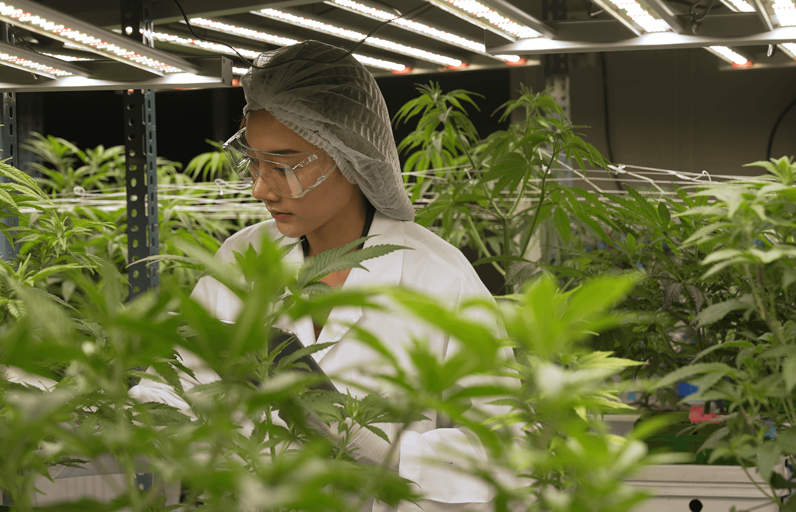 com-grower-var23-img01