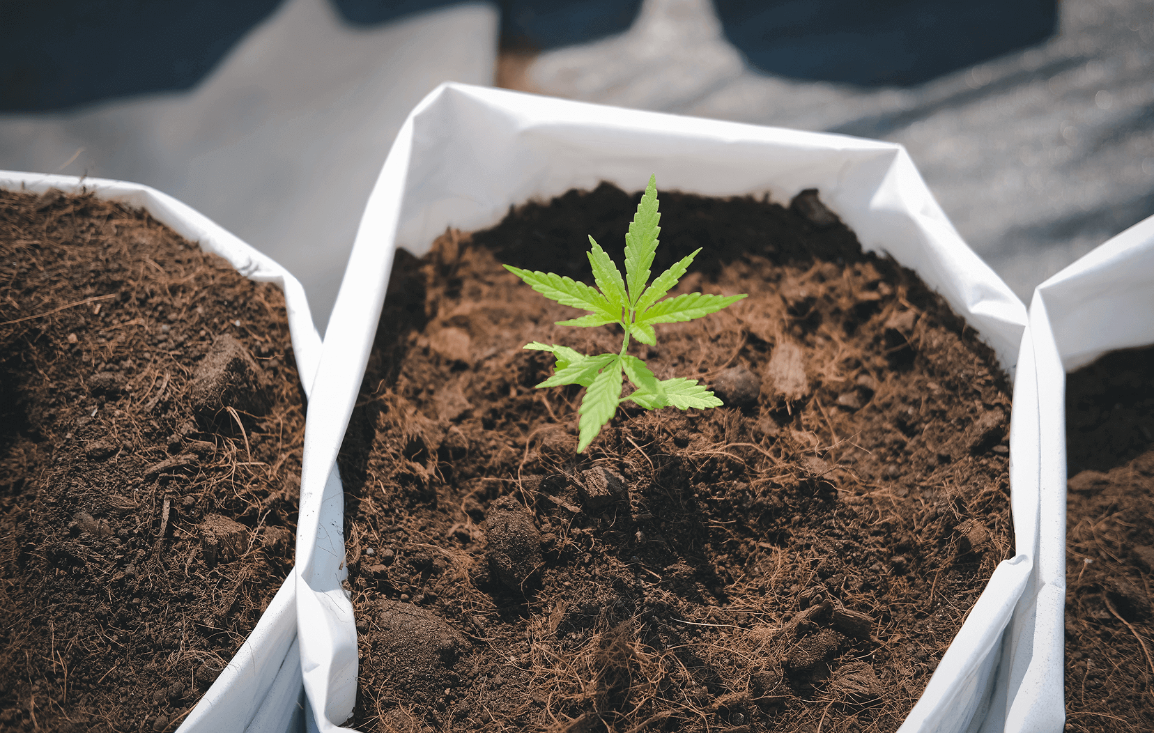 com-grower-var23-img02