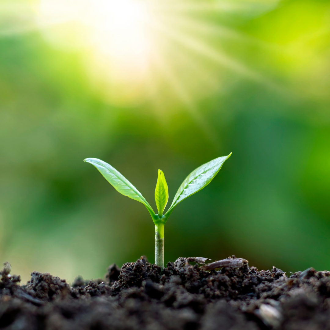 plant-budding-out-of-soil