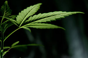 cannabis-grow