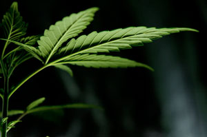 cannabis-grow cannabis-grow