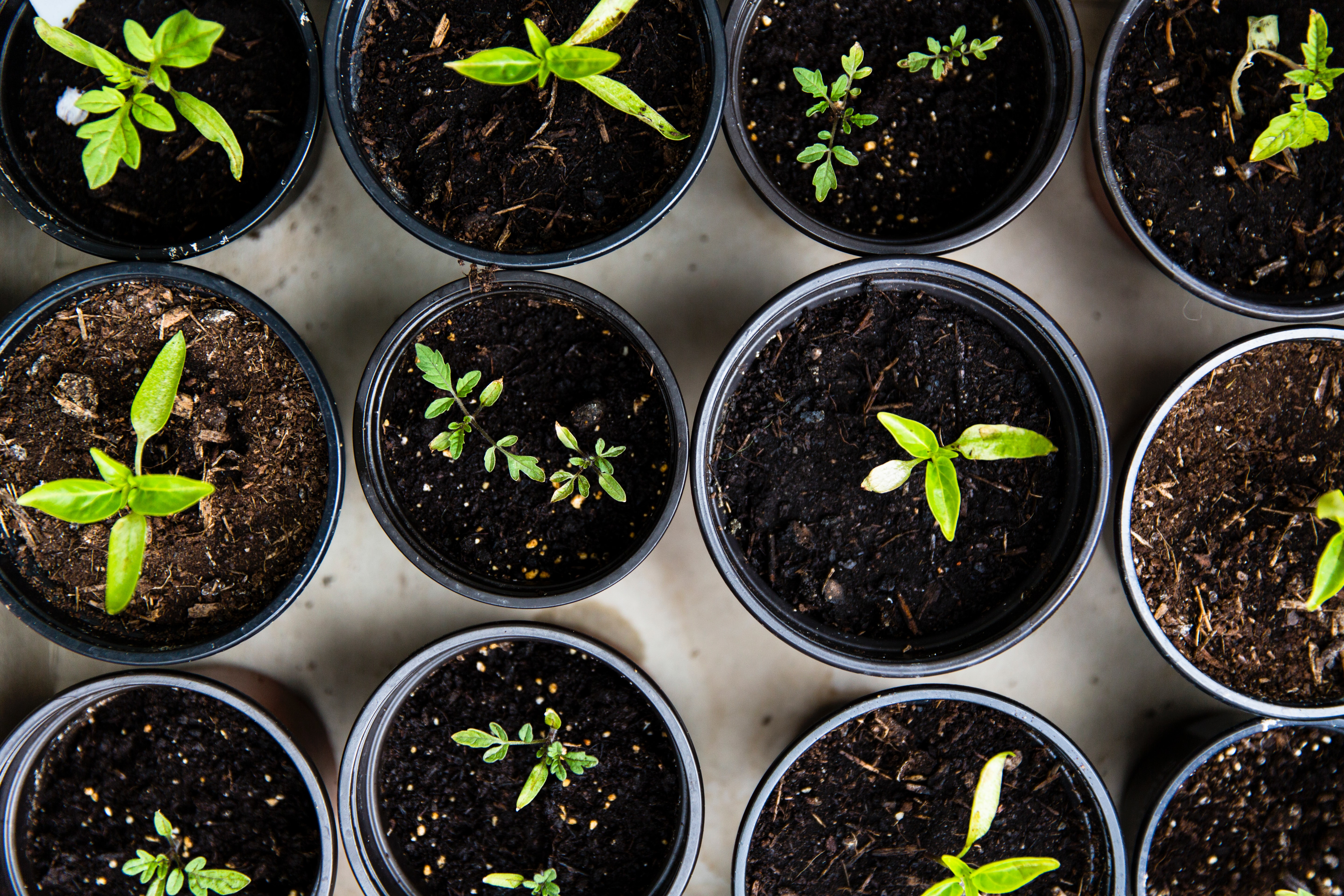 Minick bb plants