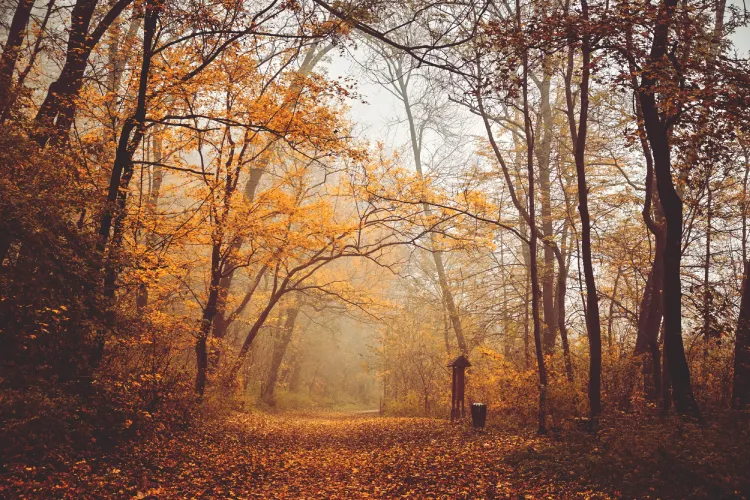 10 Tips for Autumn Landscaping