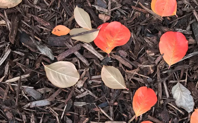 Why Your Property Needs a Fall Mulch Application